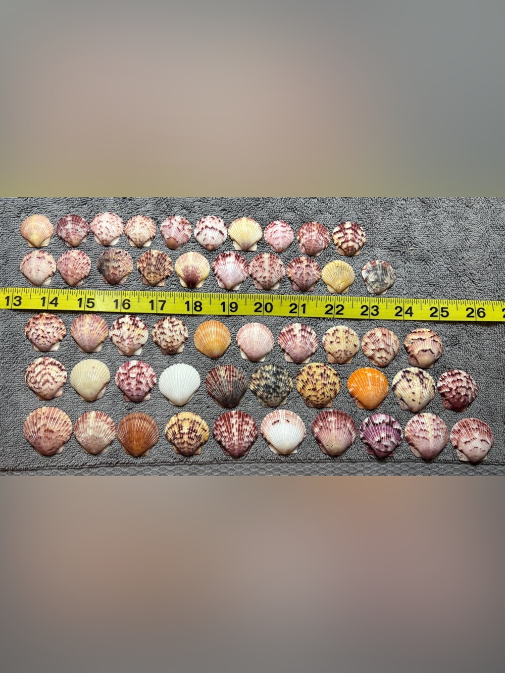 50 Sanibel Island Scallop Shells! Assorted
Shell Collection in multi colors.